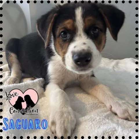 A baby medium-sized male Black Australian Shepherd dog named Saguaro for adoption in Gilbert, AZ