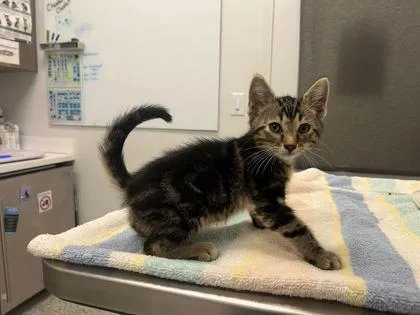 A baby small-sized male Brown / Chocolate Domestic Short Hair cat named Monsieur Toots for adoption in Kansas City, MO