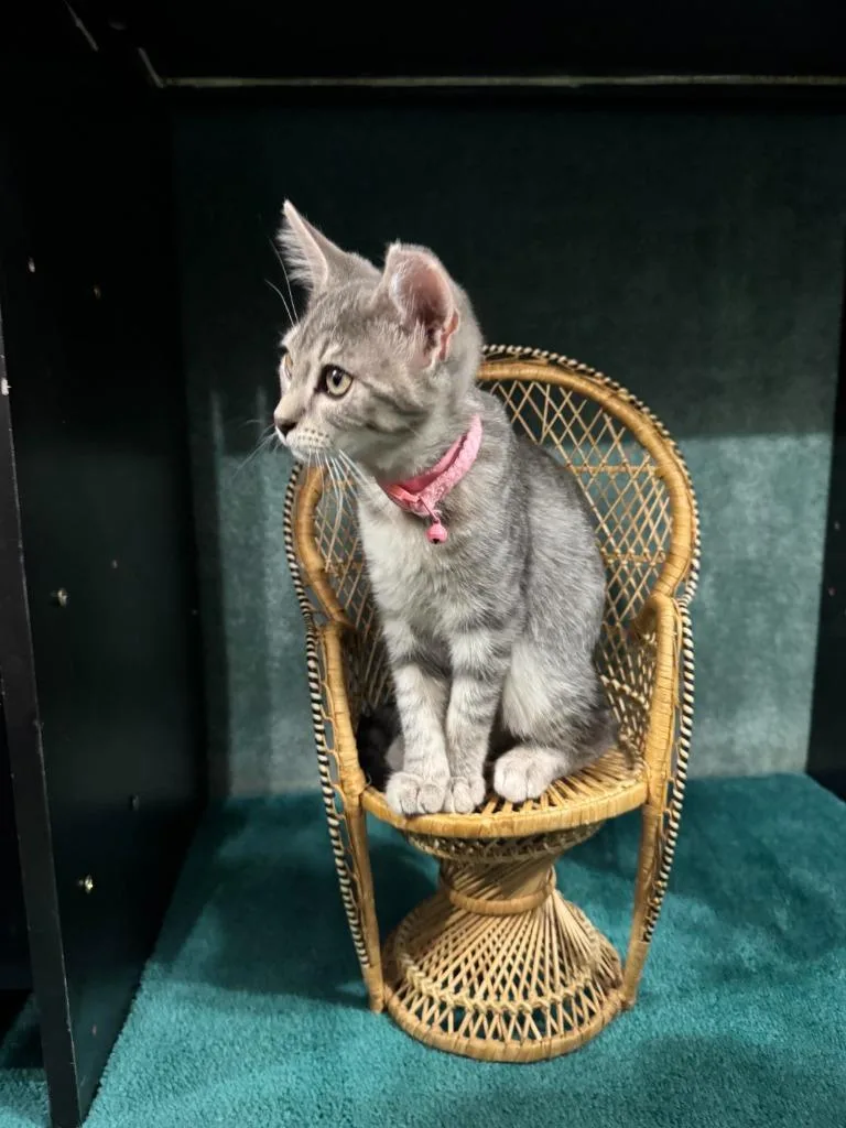 A baby small-sized female Domestic Short Hair cat named Princess for adoption in La Verkin, UT