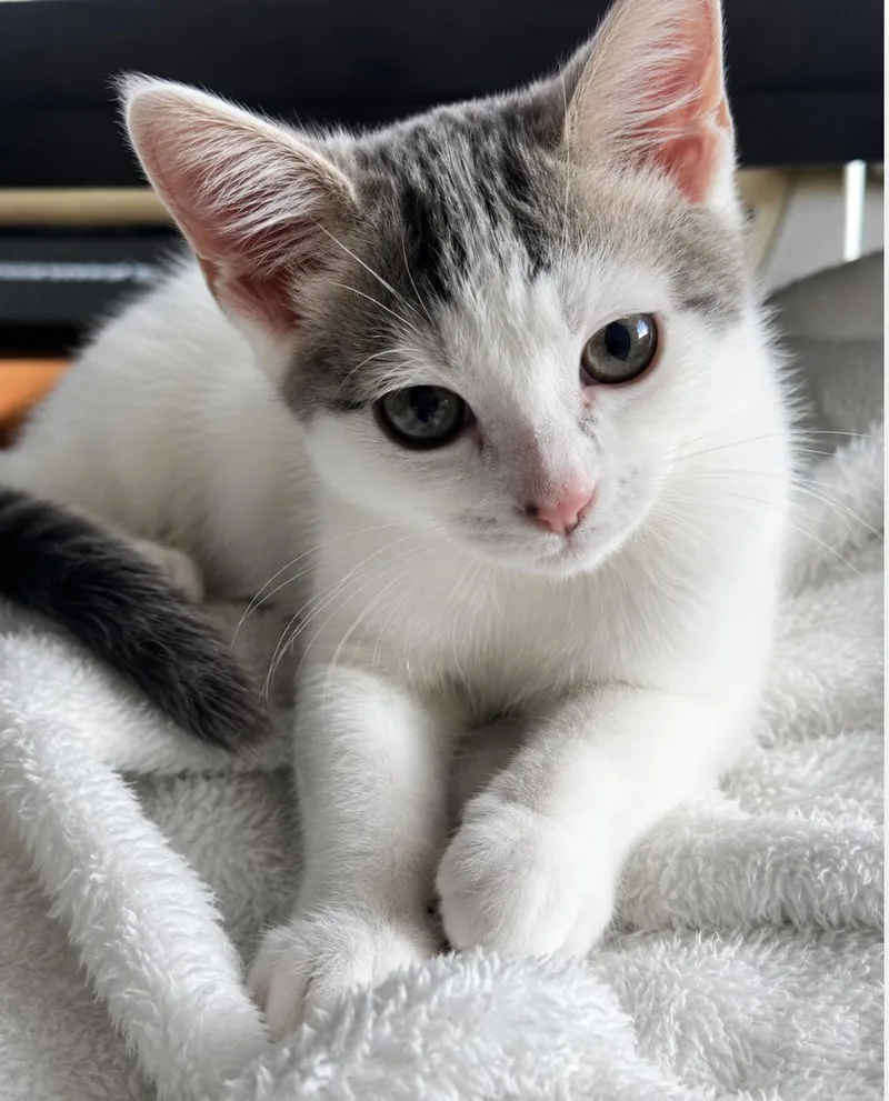 A baby small-sized male Gray & White Turkish Van cat named Shemp for adoption in Spring Branch, TX