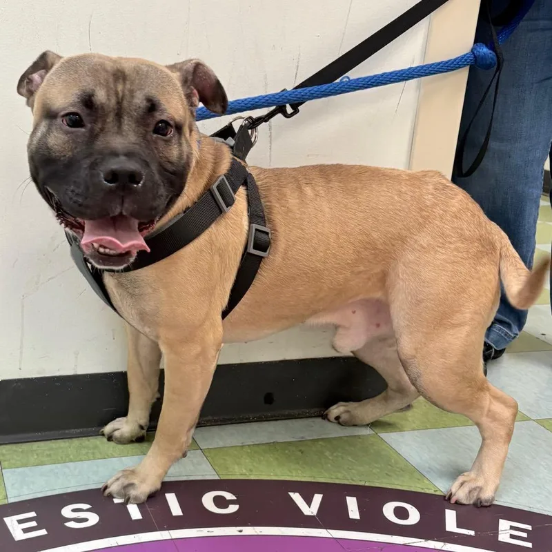 An adult medium-sized male Brown / Chocolate Mixed Breed dog named Rook for adoption in Philadelphia, PA