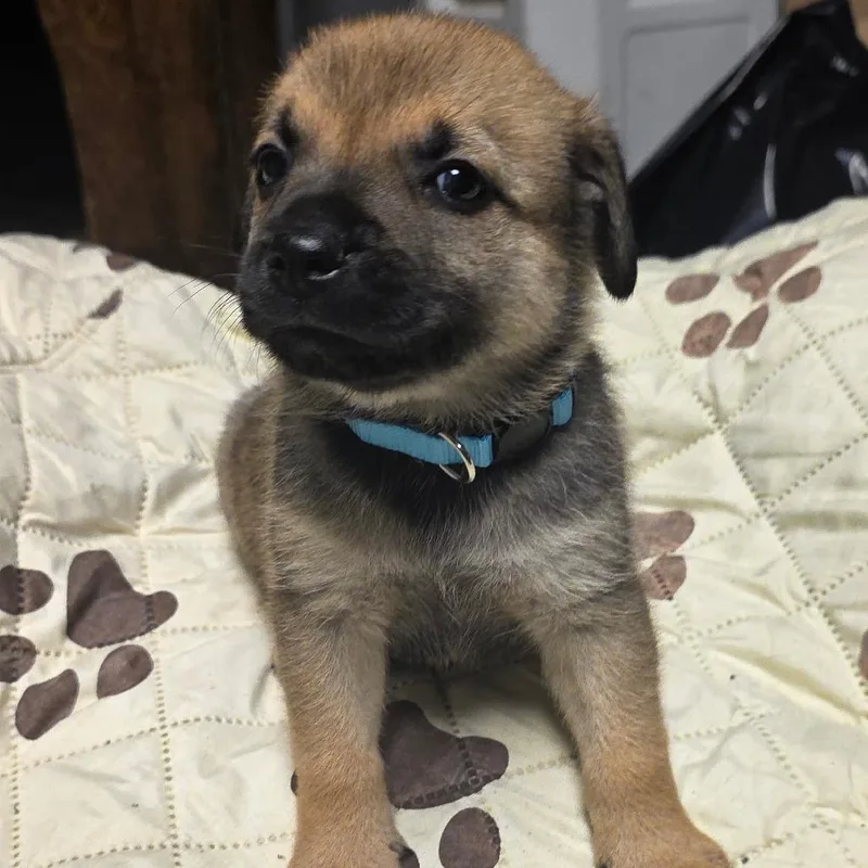 A baby small-sized male Brown / Chocolate Mixed Breed dog named Brownie for adoption in Alexandria, VA