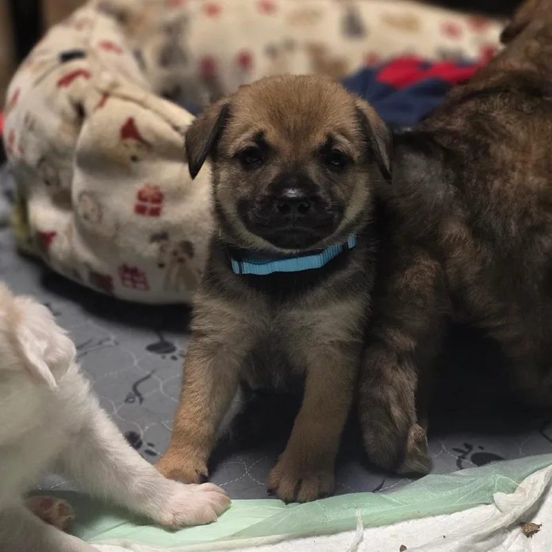 Brownie thumbnail 2