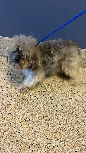 An adult small-sized male Shih Tzu dog named Loki for adoption in Miami, FL