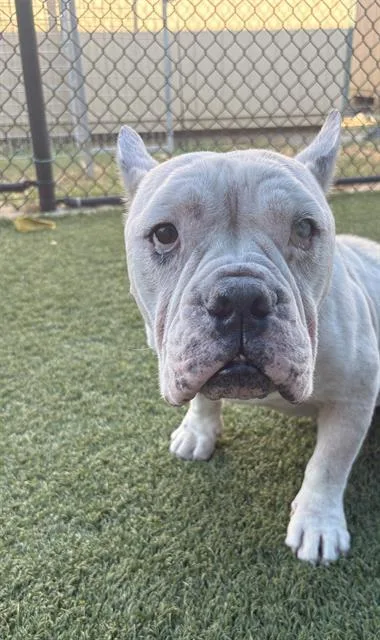 An adult medium-sized male Mixed Breed dog named Durk for adoption in Dallas, TX