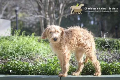 A Pollen thumbnail 2