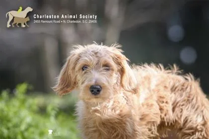 A Pollen thumbnail 3