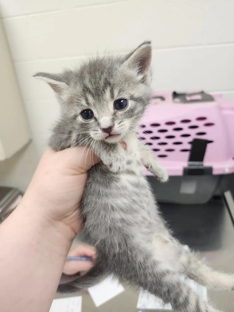 A baby medium-sized male Domestic Short Hair cat named Finn for adoption in Greeneville, TN