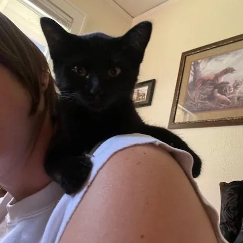 A baby small-sized male Black Domestic Short Hair cat named Harry for adoption in Greenwood, MO