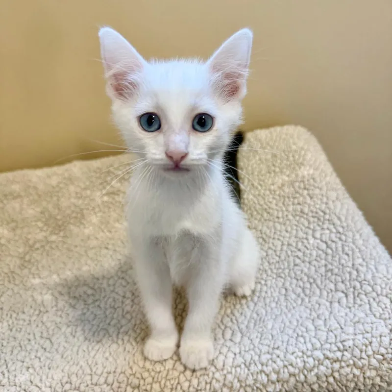 A baby small-sized female White Domestic Short Hair cat named Crepe for adoption in Agoura Hills, CA