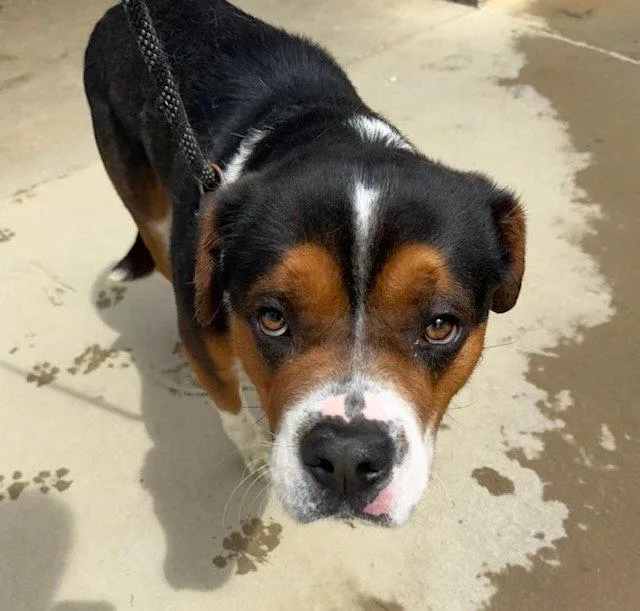 An adult large-sized male Mountain Dog dog named Brody for adoption in Tarrytown, GA