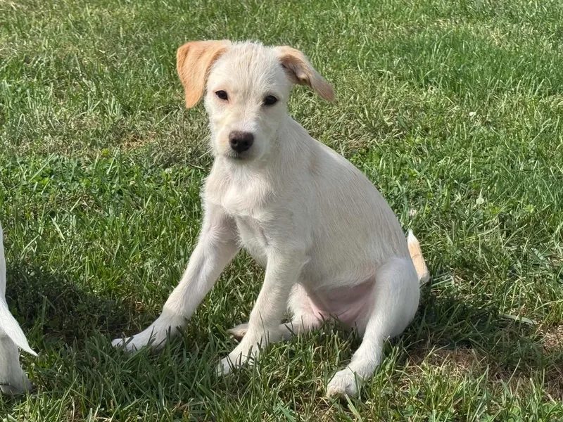 A baby medium-sized female Labrador Retriever dog named Lucy for adoption in Lewisville, IN