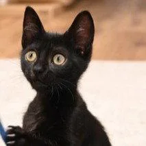 A baby small-sized female Black Domestic Short Hair cat named Diana Ross for adoption in Oakland, CA