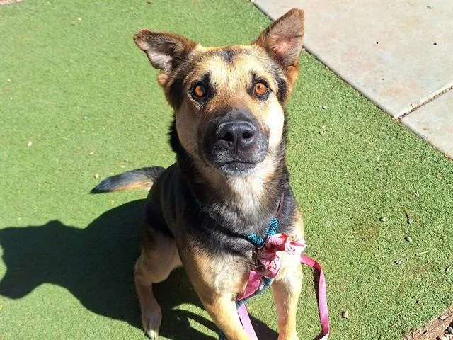 A young large-sized male German Shepherd Dog dog named Sailor for adoption in Phoenix, AZ