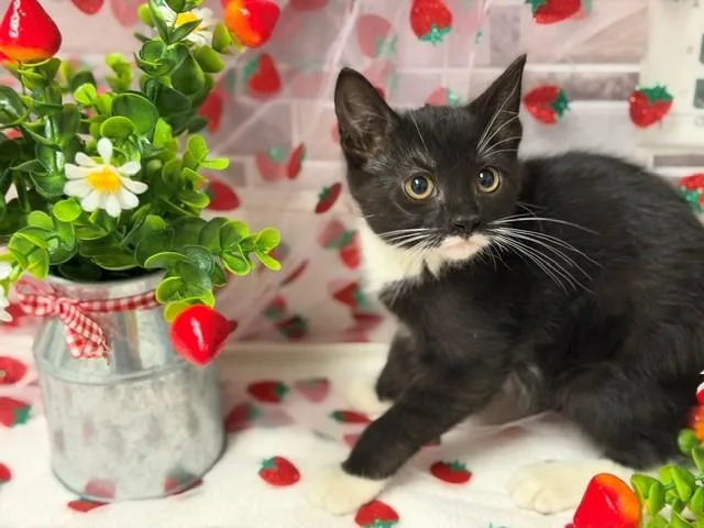 A baby small-sized female Domestic Short Hair cat named Cloudy for adoption in Fairfield, CA