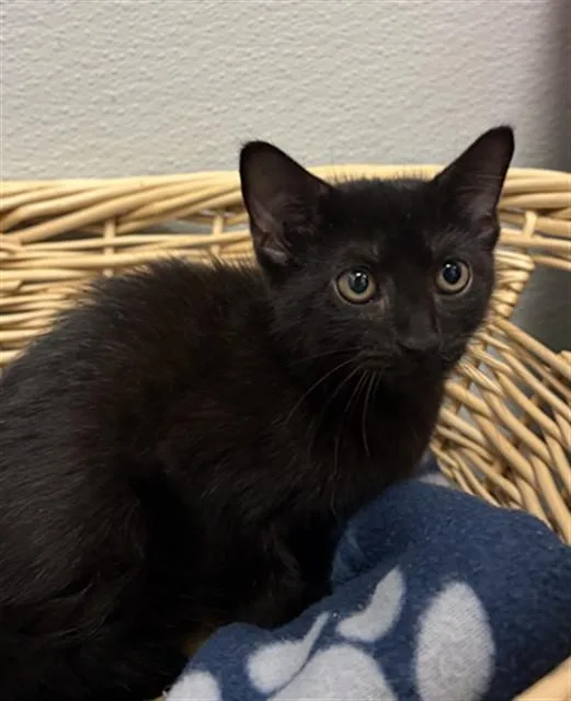 Daphne