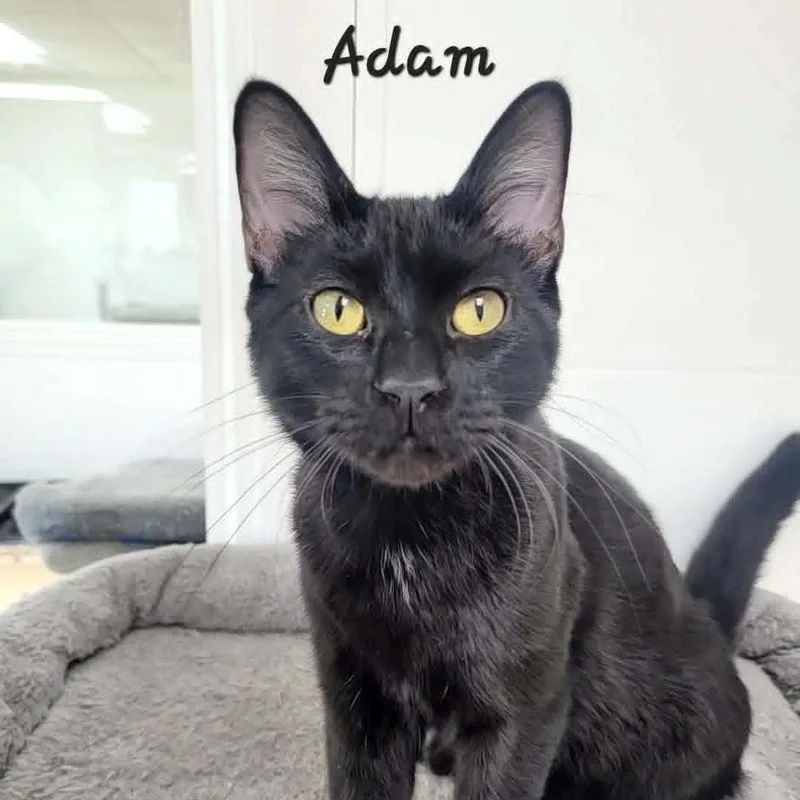 A young medium-sized male Black Domestic Short Hair cat named Adam for adoption in Rushville, IL