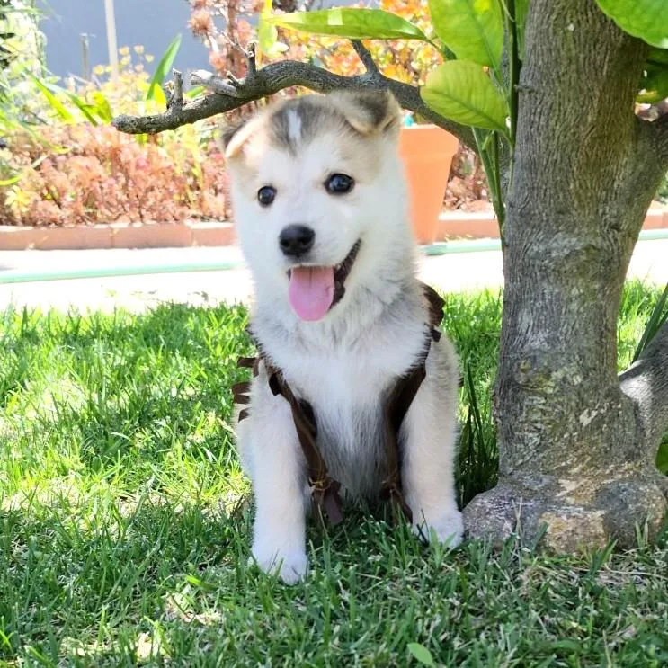 A baby medium-sized male White / Cream Shepherd dog named Shake  Shepsky for adoption in Studio City, CA