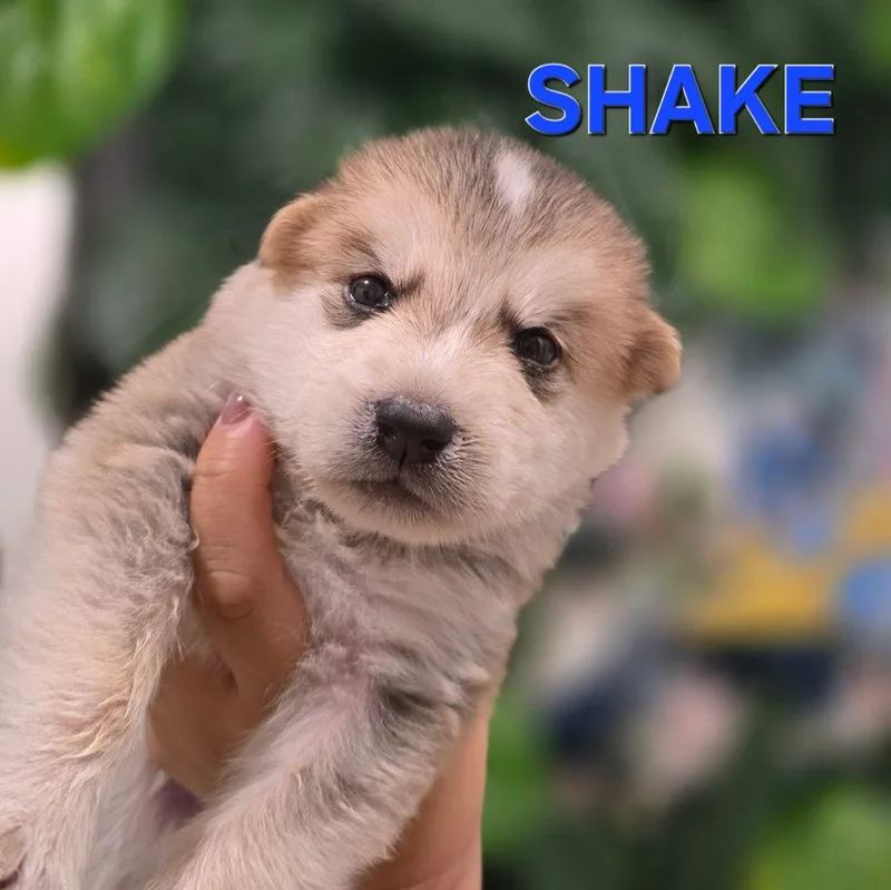 Shake  Shepsky thumbnail 3