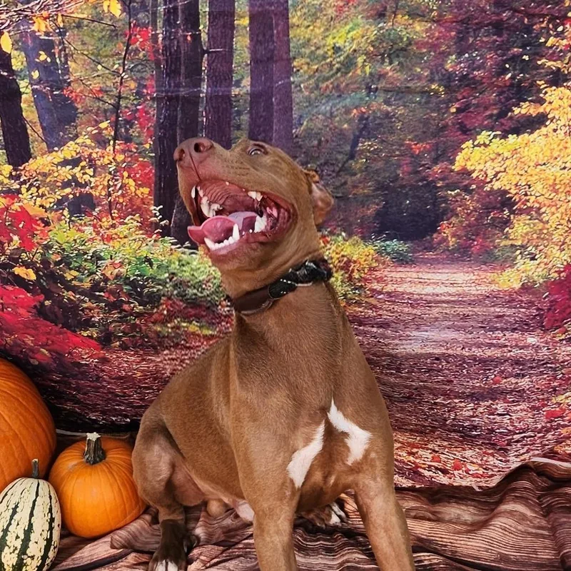 Tony Jum thumbnail 4