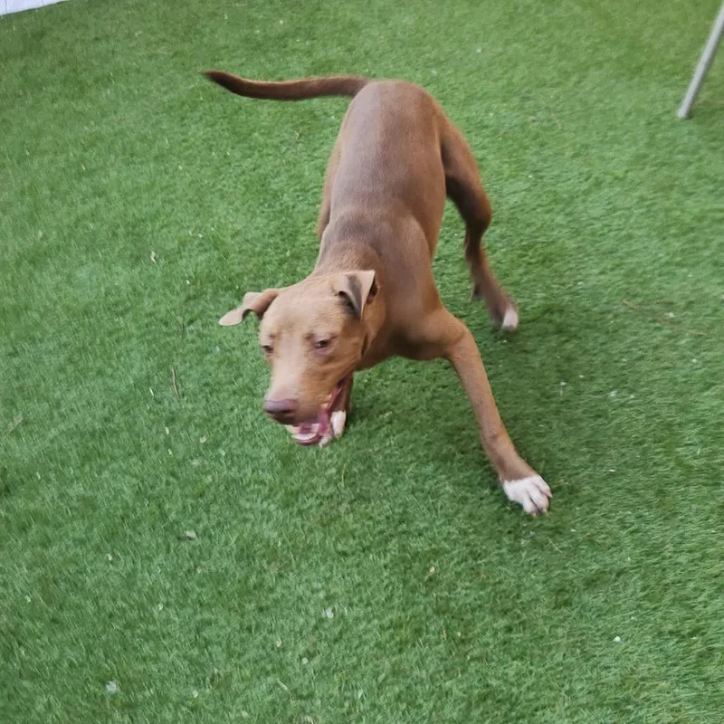 Tony Jum thumbnail 6