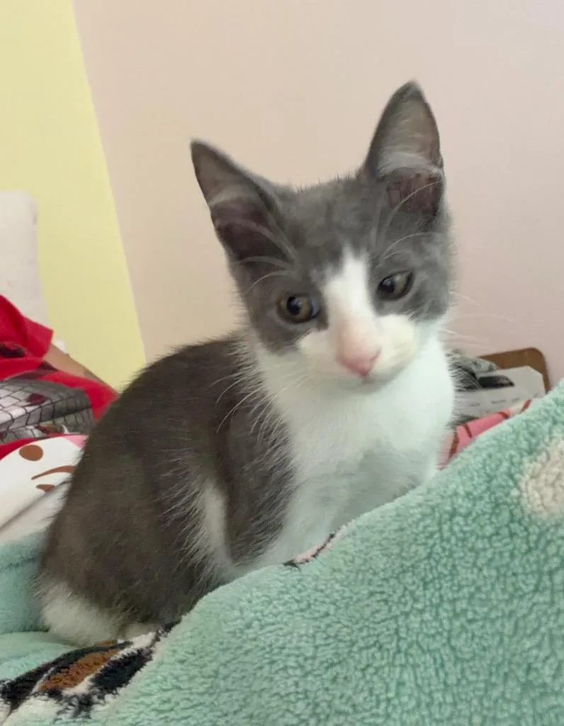 A baby small-sized male Domestic Short Hair cat named Steve Miller for adoption in New Orleans, LA