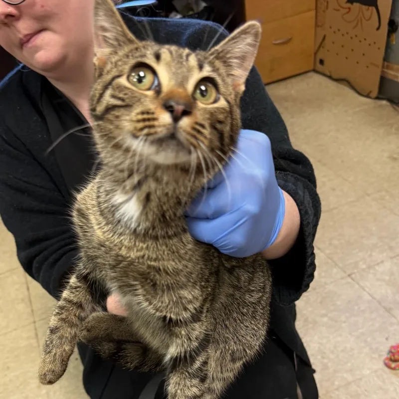 A young medium-sized female Brown / Chocolate Domestic Medium Hair cat named Flash for adoption in Birmingham, AL