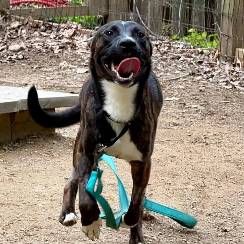 An adult medium-sized male Brindle Pit Bull Terrier dog named Byson for adoption in West Chester, PA