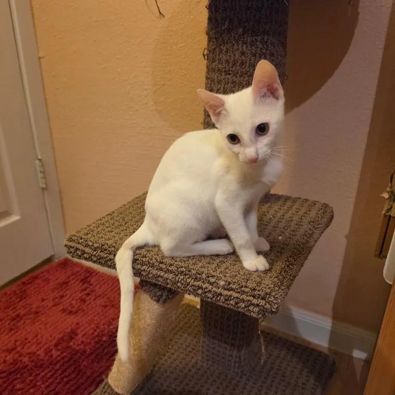 A baby small-sized female Domestic Short Hair cat named Sugar Cookie for adoption in Houston, TX