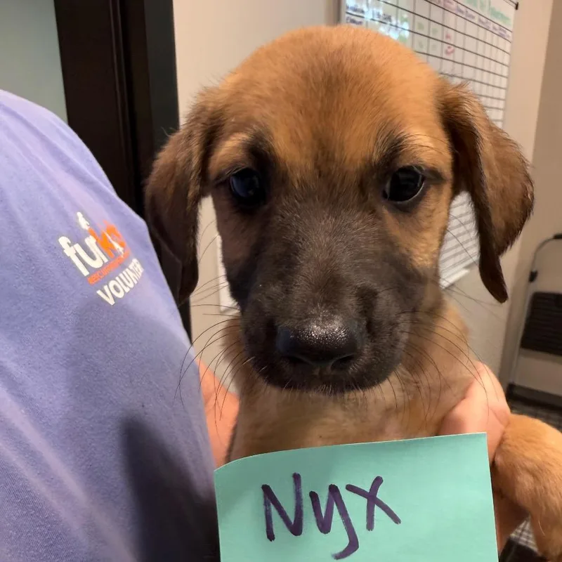Nyx