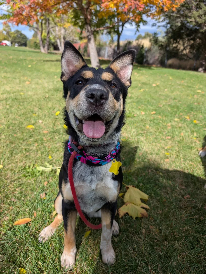 A young medium-sized female Shar-Pei dog named Accona for adoption in Salt Lake City, UT