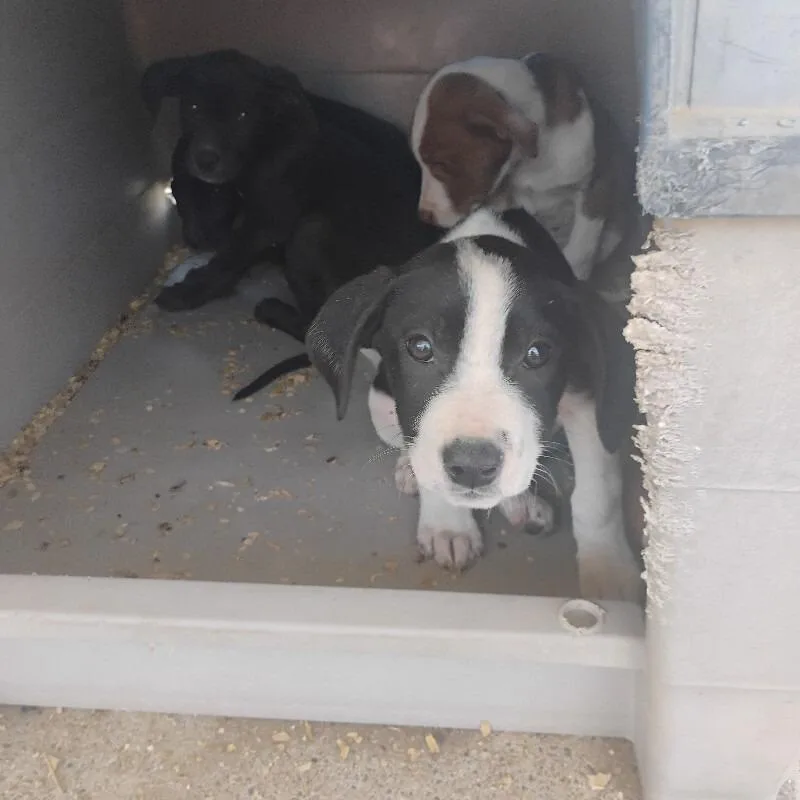 A baby small-sized male Black Mixed Breed dog named Buddy for adoption in East Smithfield , PA