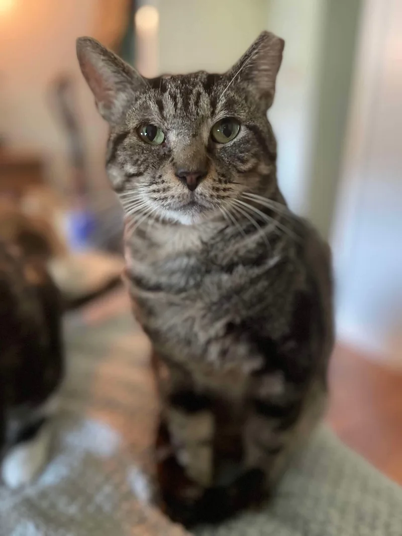 Gimli =^.^= thumbnail 2