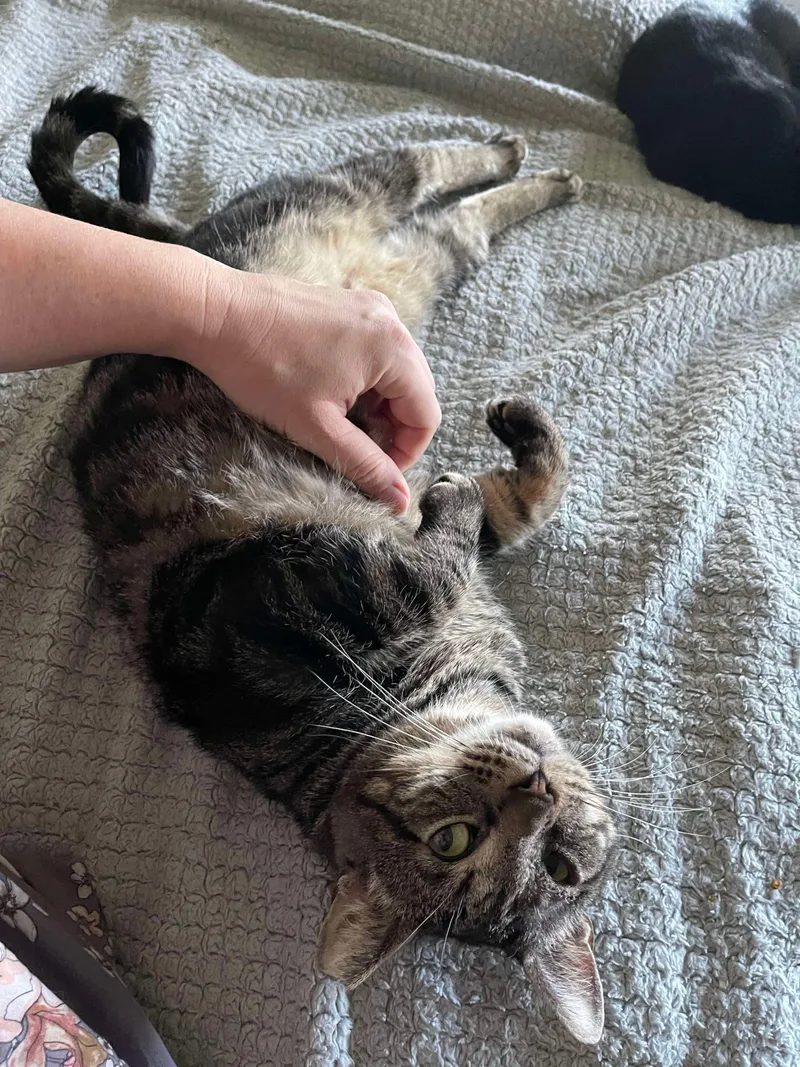 Gimli =^.^= thumbnail 3