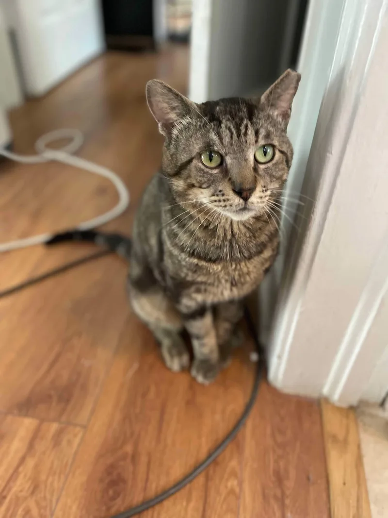 Gimli =^.^= thumbnail 4