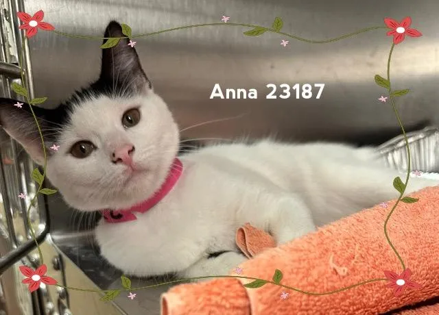 A baby medium-sized female Black & White / Tuxedo Domestic Short Hair cat named Anna for adoption in Marietta, GA