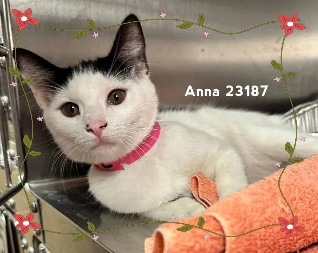 Anna thumbnail 2
