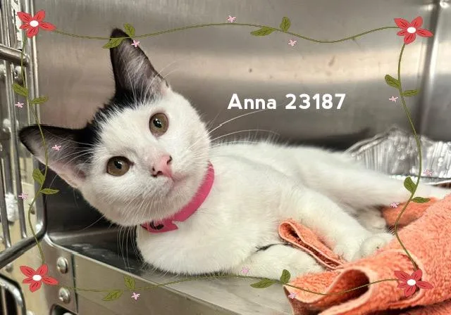 Anna thumbnail 3