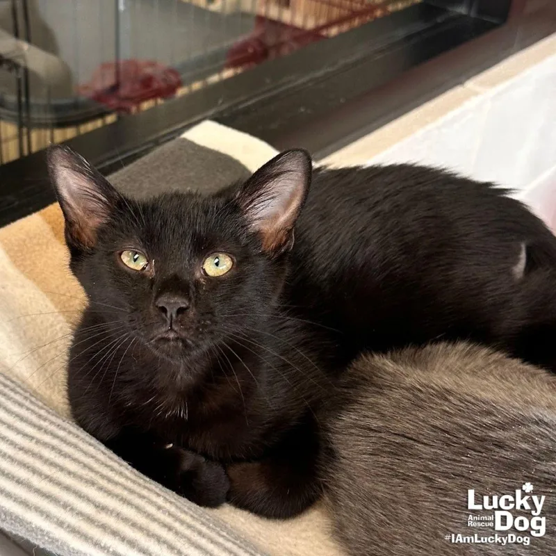 A baby medium-sized male Black Domestic Short Hair cat named Sweet Tanner for adoption in Washington, DC