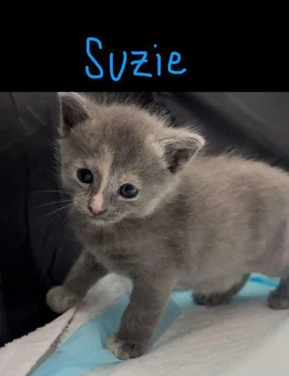 Suzie thumbnail 2