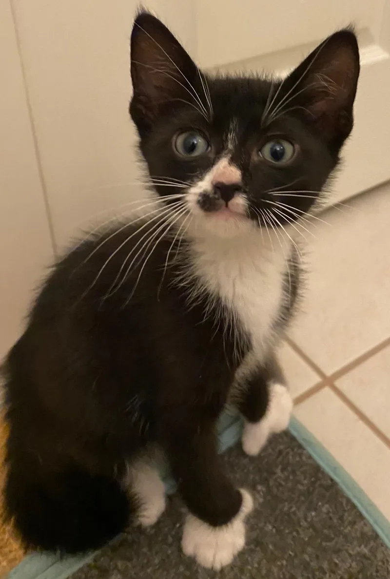 A young medium-sized male Black & White / Tuxedo Tuxedo cat named Mittens for adoption in Saint Augustine, FL