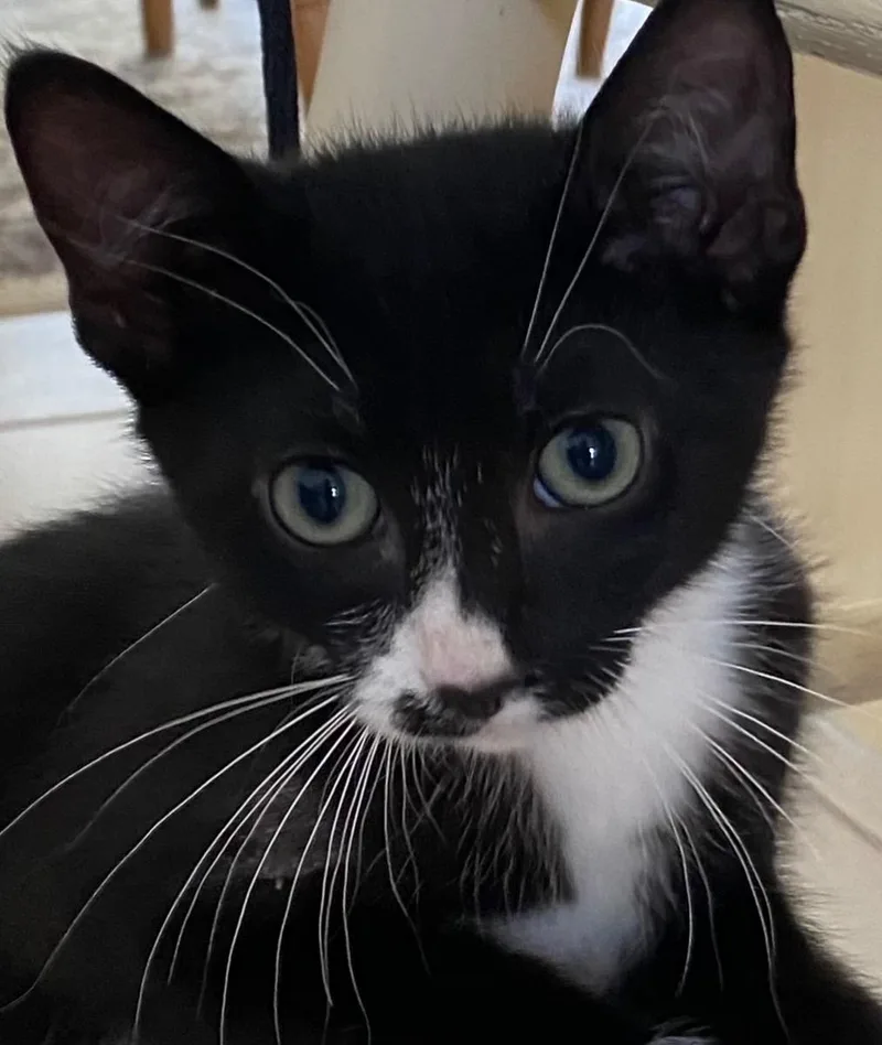 Mittens thumbnail 2