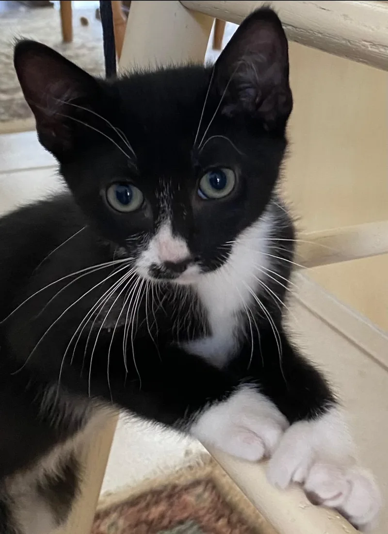 Mittens thumbnail 3
