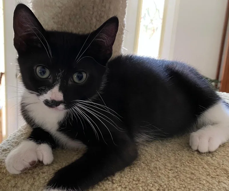 Mittens thumbnail 4