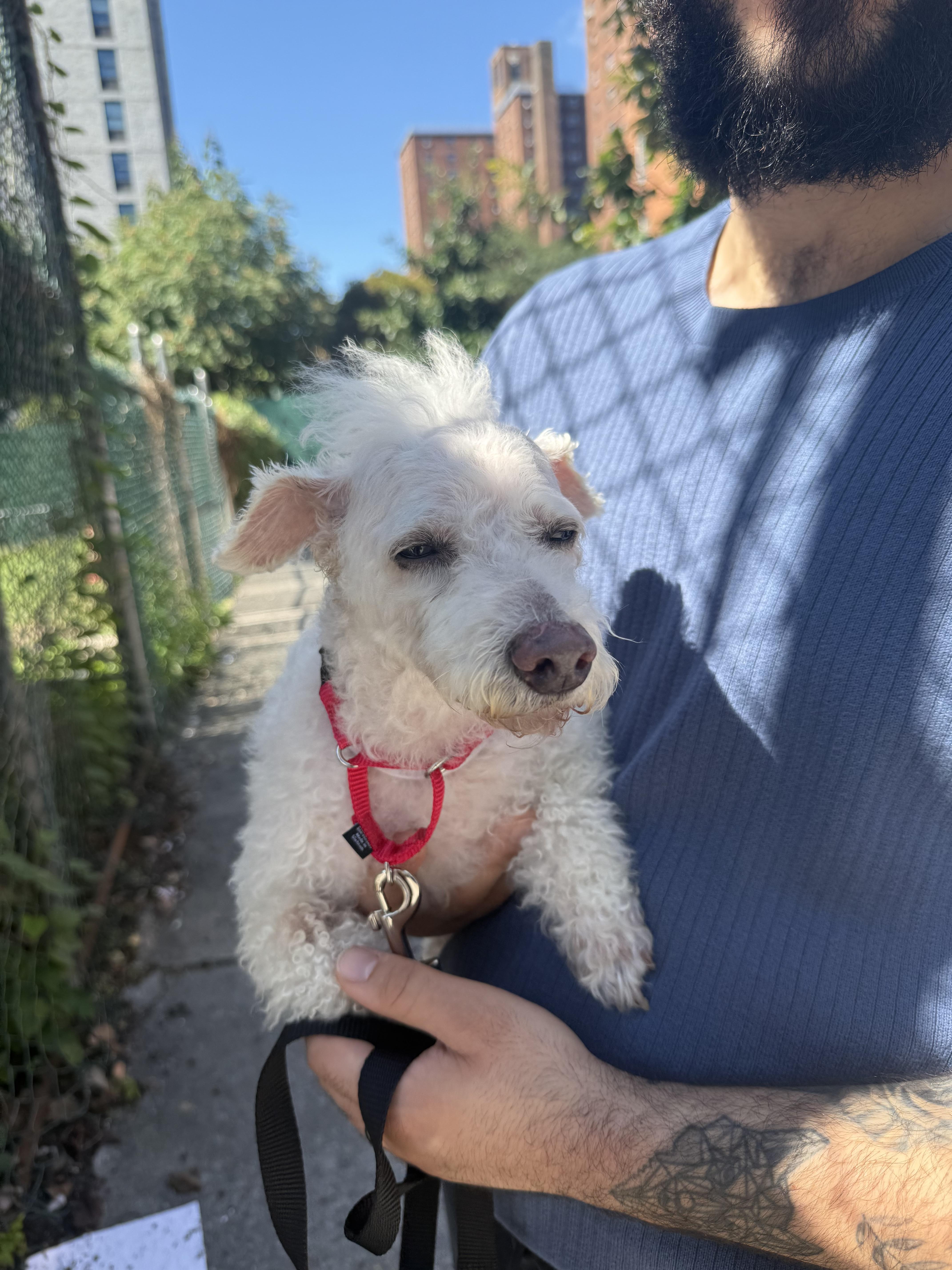 A senior small-sized male Maltipoo dog named Milou for adoption in Harrison, NY
