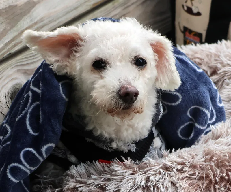 Milou thumbnail 2