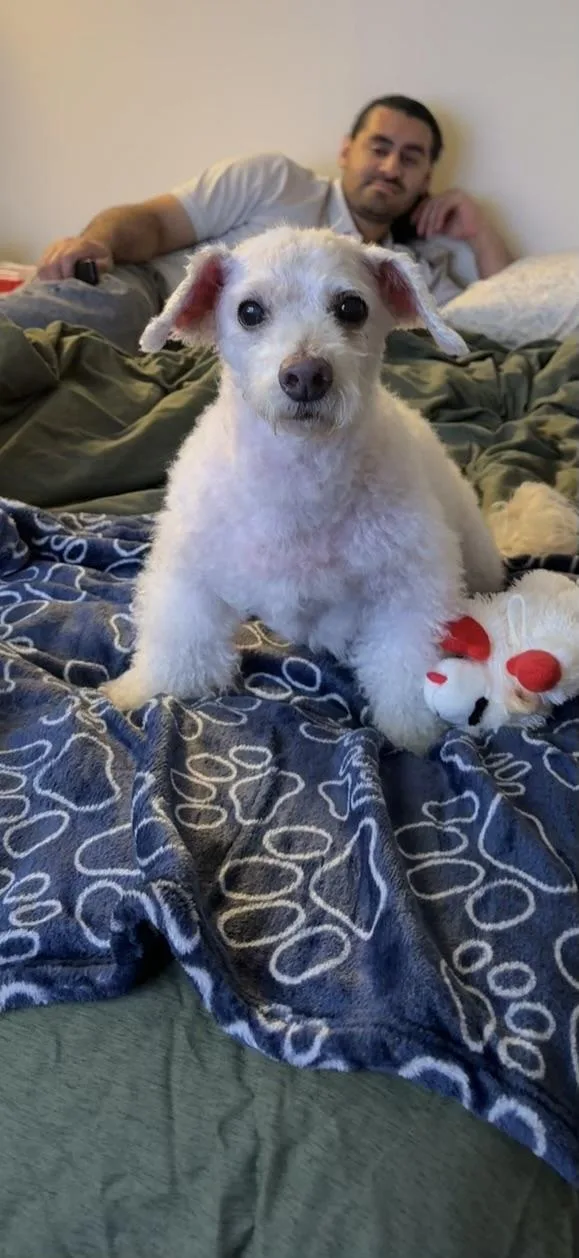 Milou thumbnail 3