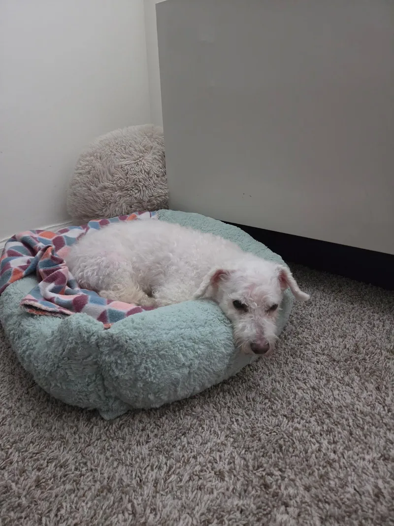 Milou thumbnail 5