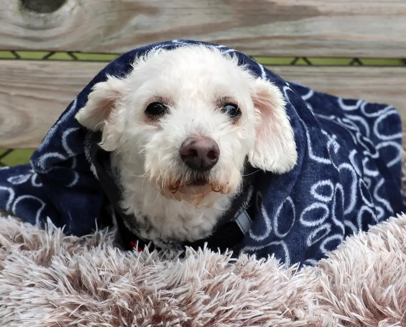 Milou thumbnail 6