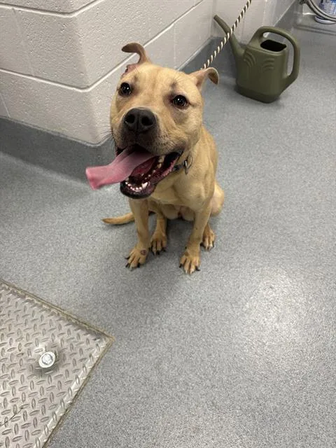 A young small-sized female Pit Bull Terrier dog named Maya for adoption in Indianapolis, IN